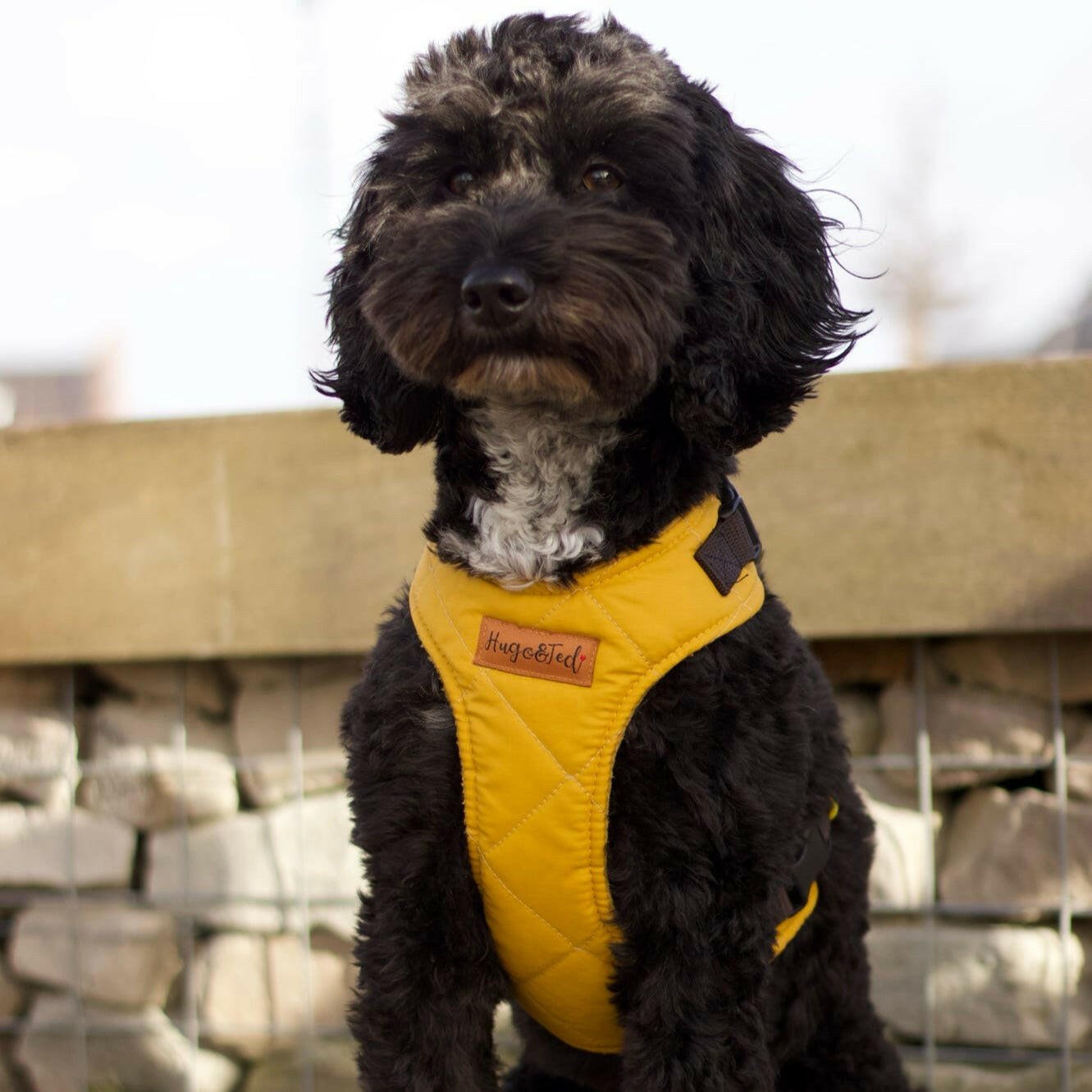 Rambler Harnesses - Hugo and Ted