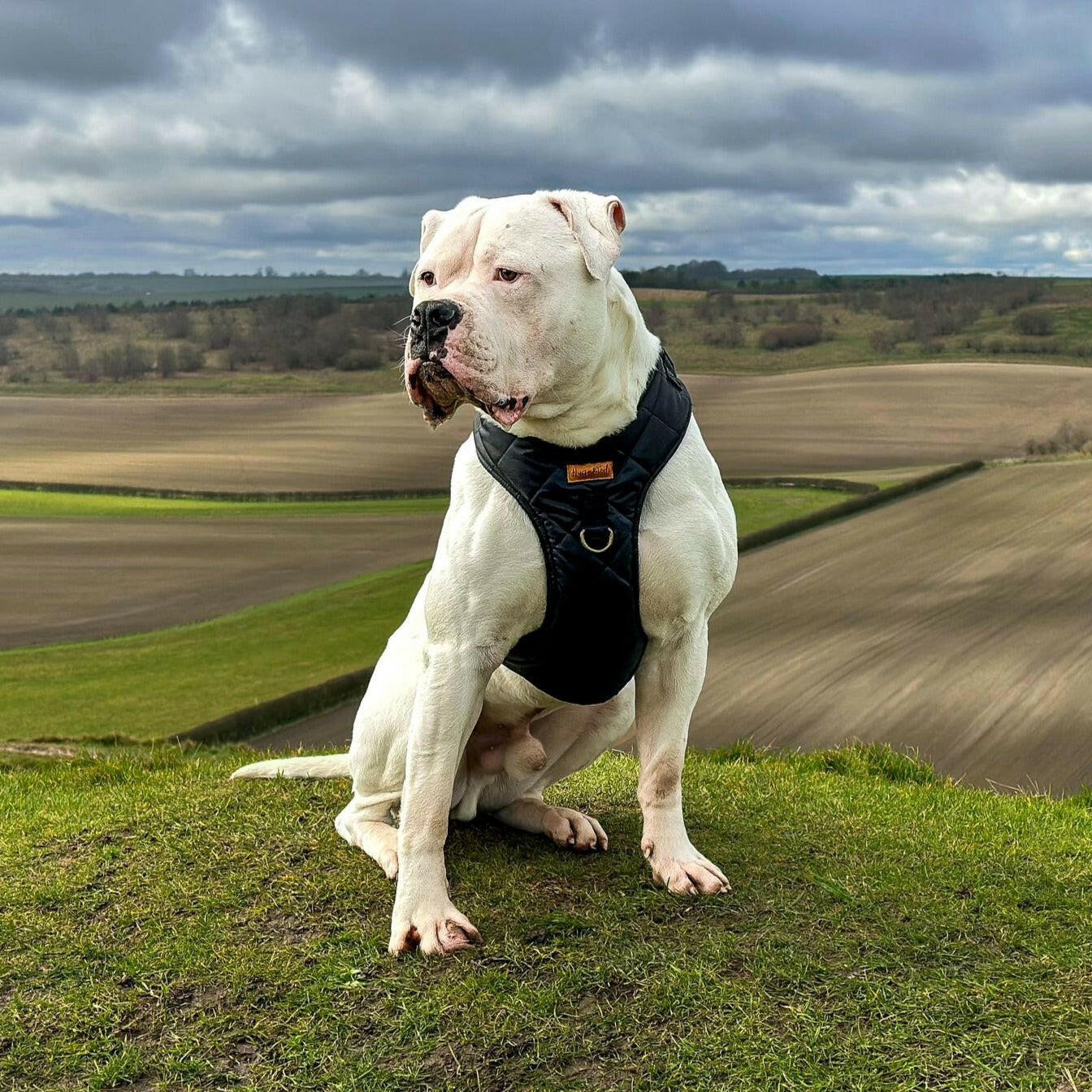 Rambler Harnesses - Hugo and Ted