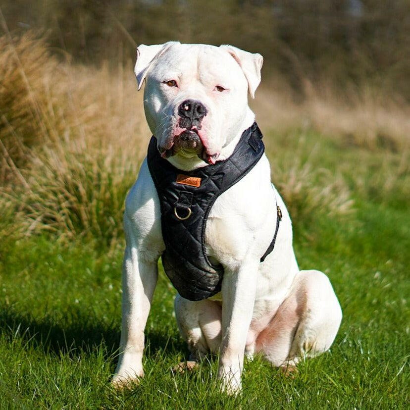 Rambler Harnesses - Hugo and Ted