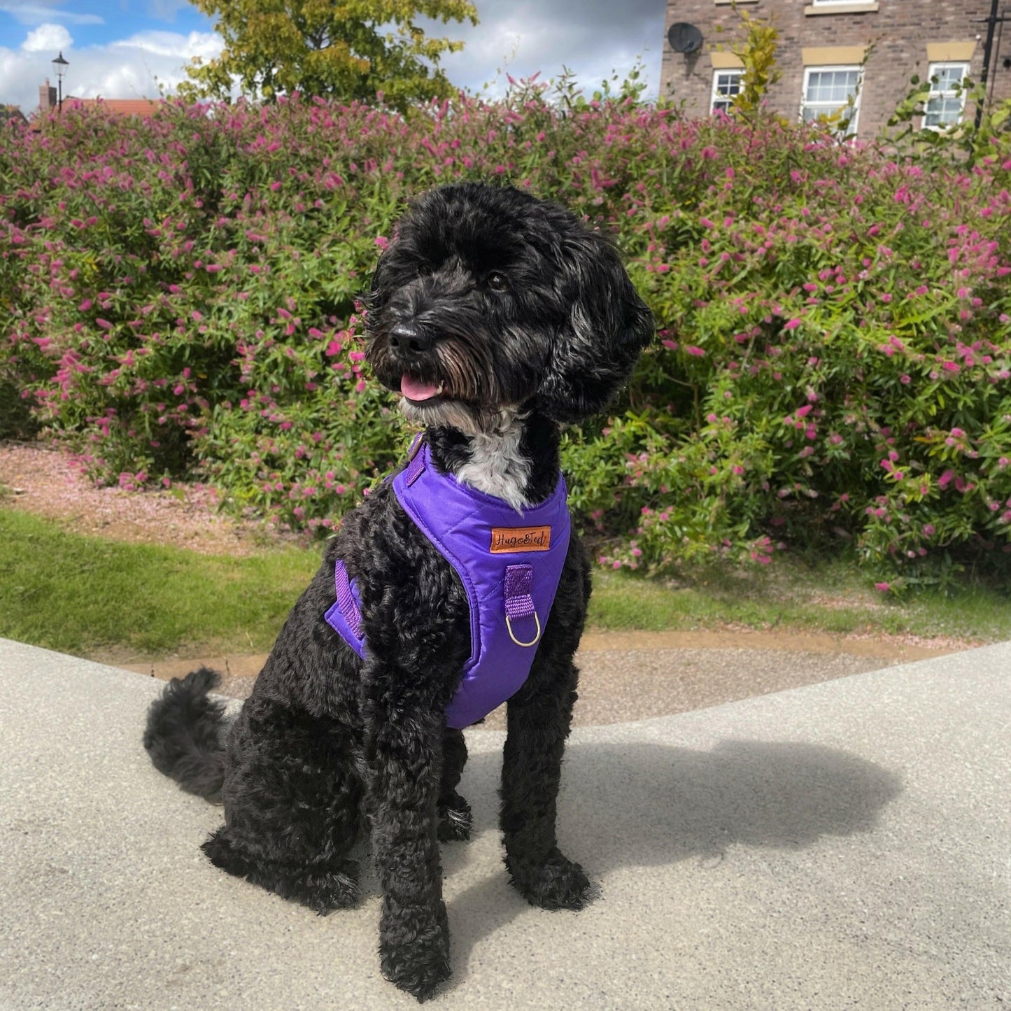 Rambler Harnesses - Hugo and Ted