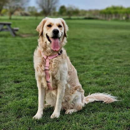 Strap Harness – Lightweight, Wipe - Clean Step - In Harness - Hugo and Ted