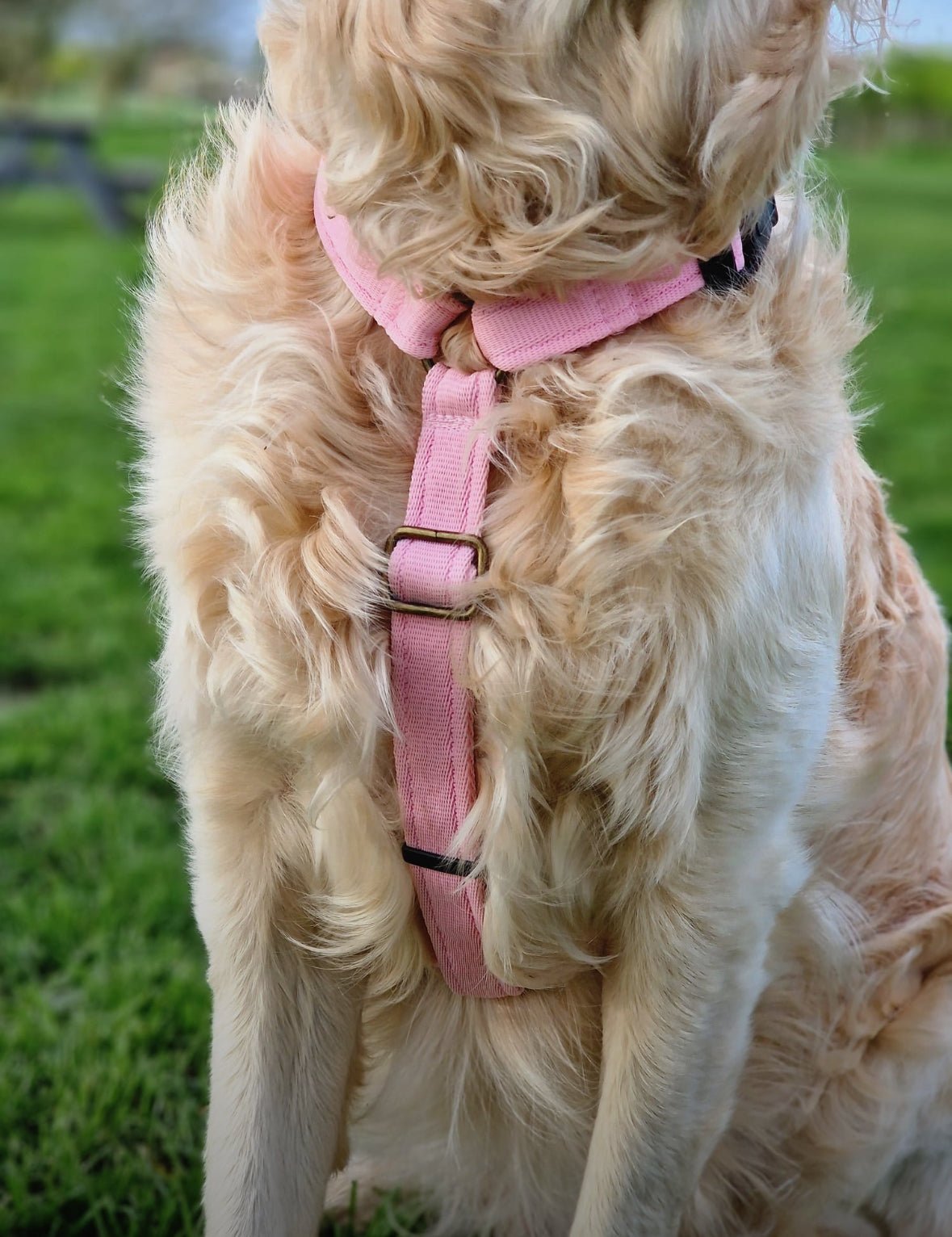 Strap Harness – Lightweight, Wipe - Clean Step - In Harness - Hugo and Ted