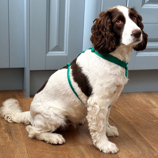 Strap Harness – Lightweight, Wipe - Clean Step - In Harness - Hugo and Ted