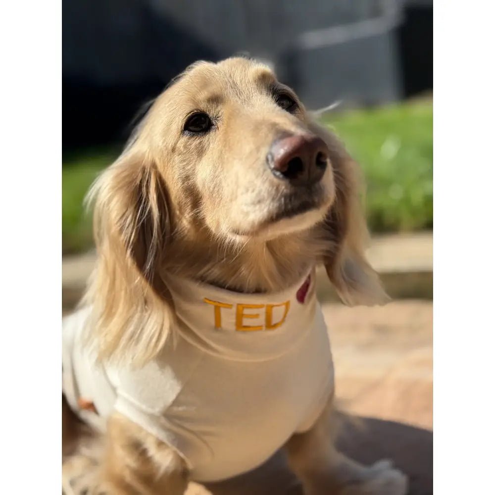 Summer Cooling & Allergy T-Shirt - Allergy Protection for Dogs - Hugo and Ted