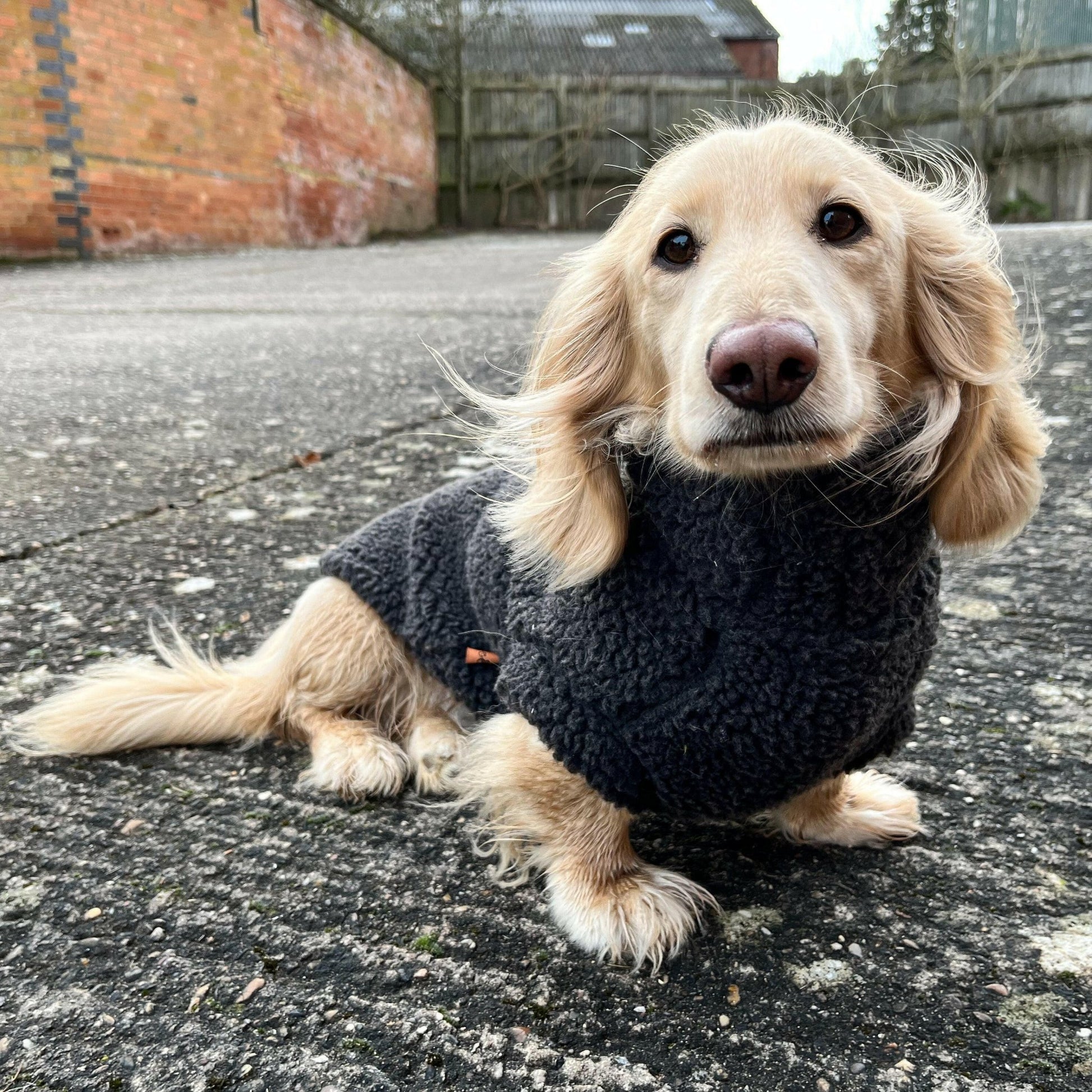 Teddy Bear Dog Fleeces - Hugo and Ted