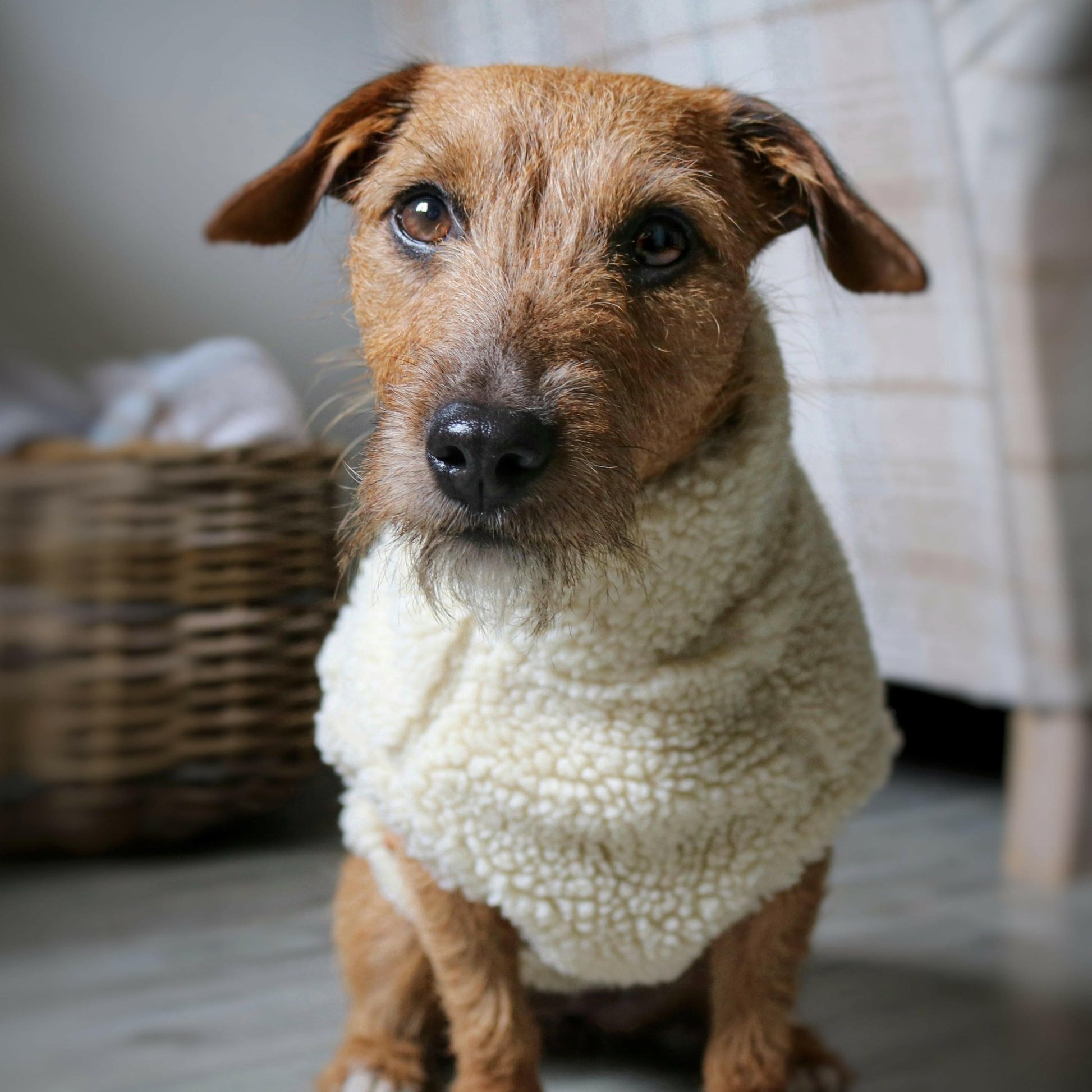 Teddy Bear Dog Fleeces - Hugo and Ted