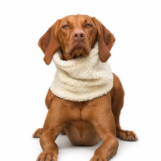 Teddy Fleece Dog Snood - 4 Sizes, Made to Order | Hugo and Ted - Hugo and Ted