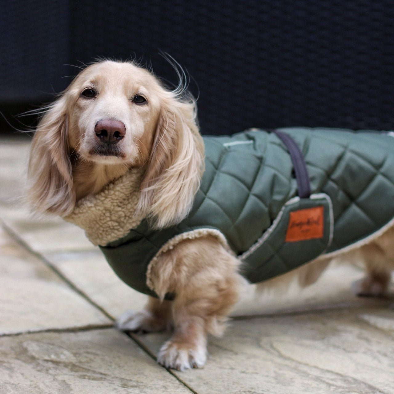 Teddy Fleece Lined Quilted Ultimate Walkies Waterproof Dog Coat for Wet Weather Adventures - Hugo and Ted