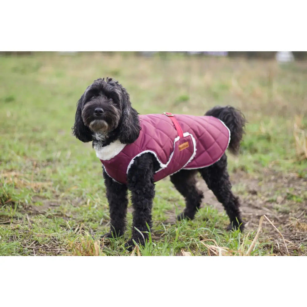 Teddy Fleece Lined Quilted Waterproof Ultimate Walkies Coat - Made to Measure - Hugo and Ted