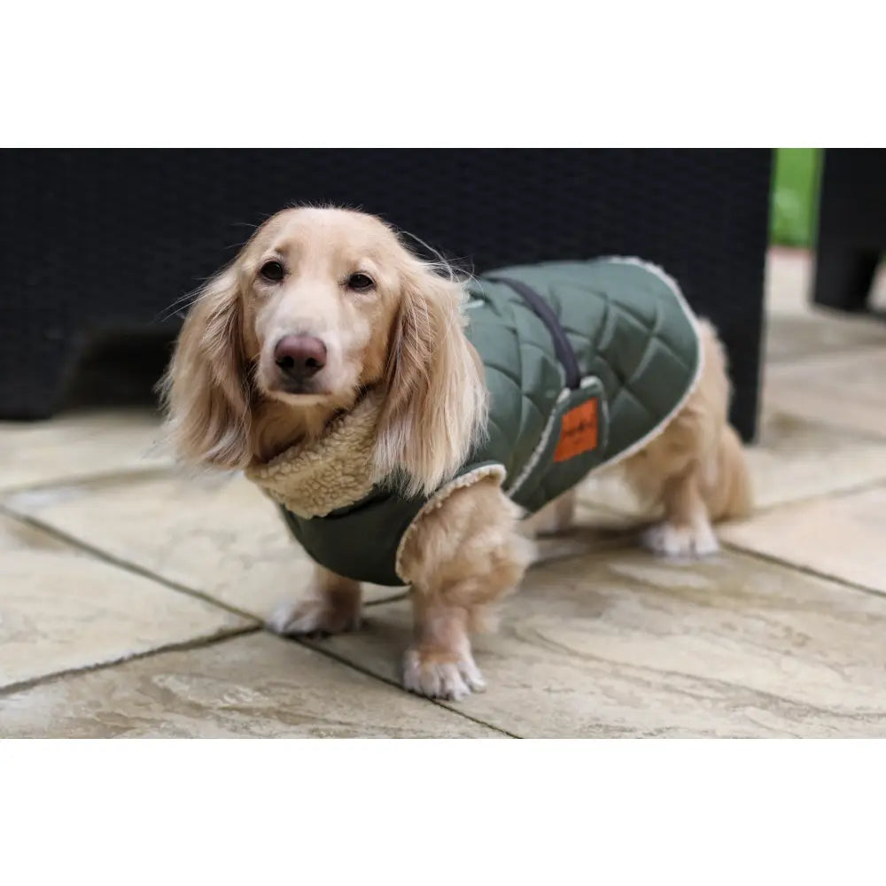 Teddy Fleece Lined Quilted Ultimate Walkies Waterproof Dog Coat for Wet Weather Adventures - Hugo and Ted