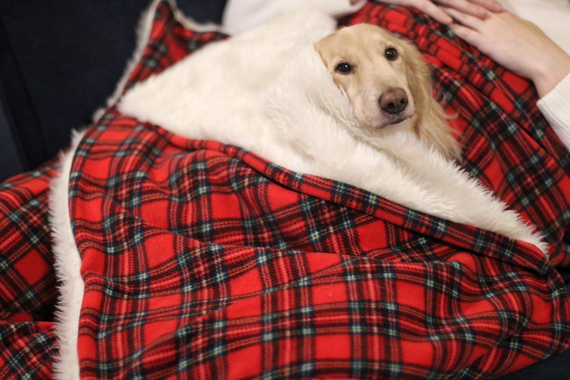 The Cuddle, Nap and Wrap - Hugo and Ted