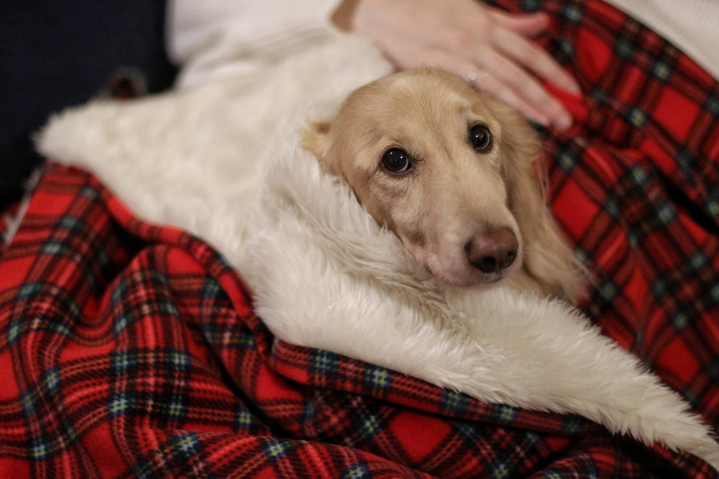 The Cuddle, Nap and Wrap - Hugo and Ted