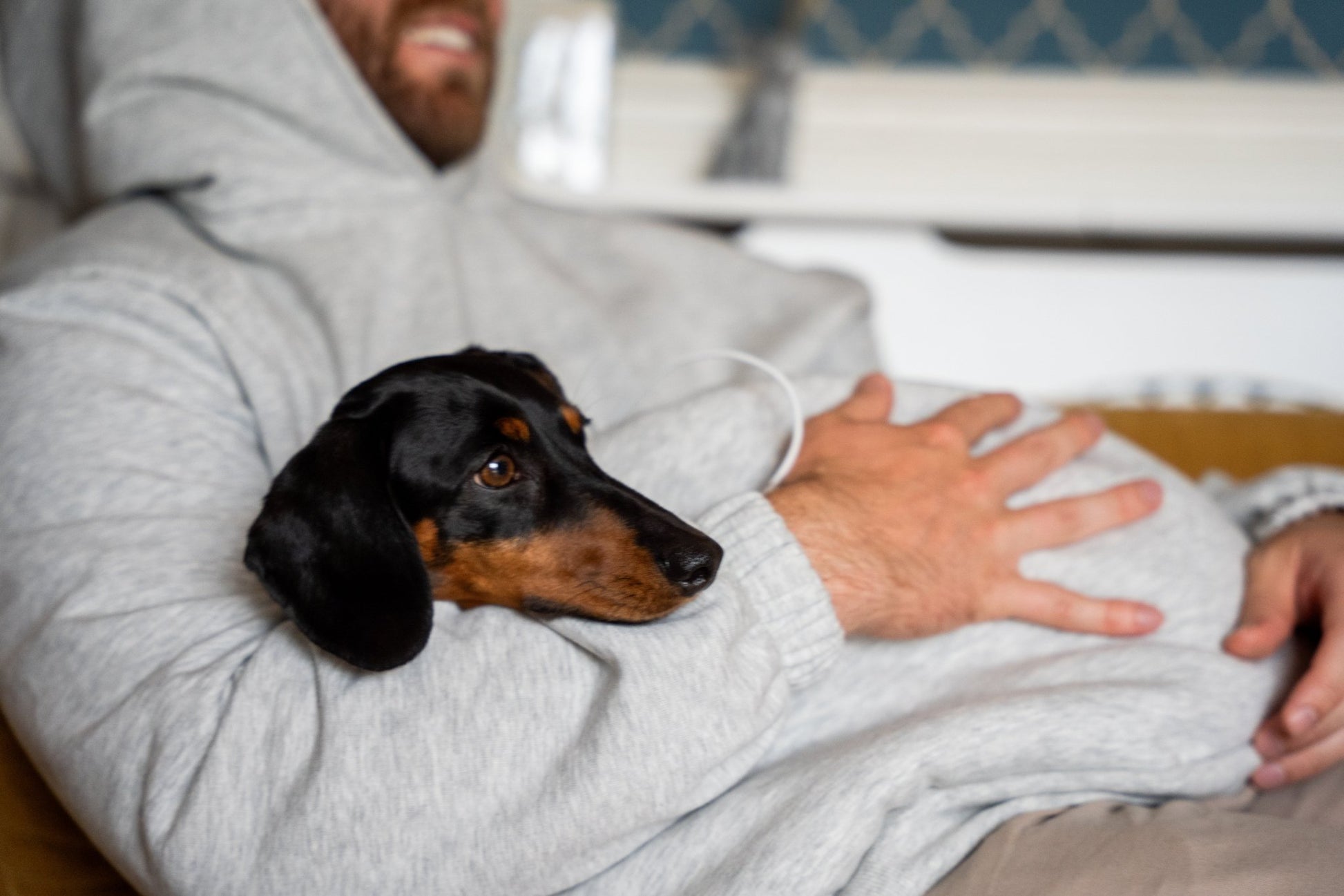 The Hoogle Pet Cuddle Hoodie – Soft Cotton Sweatshirt with Adjustable Pouch and Teddy Fleece Lining - Hugo and Ted