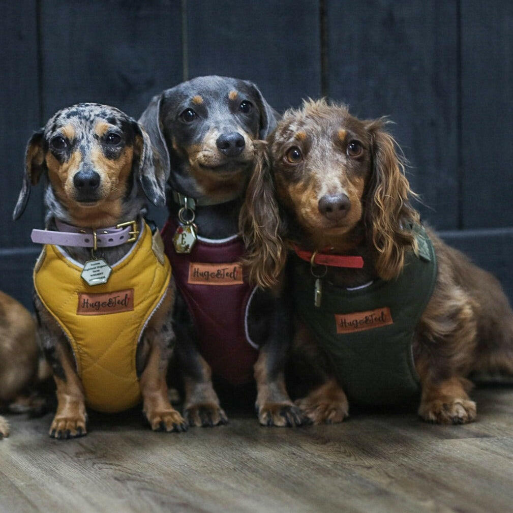 Venture Harnesses - Hugo and Ted