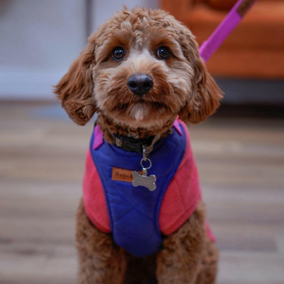 Venture Harnesses - Hugo and Ted