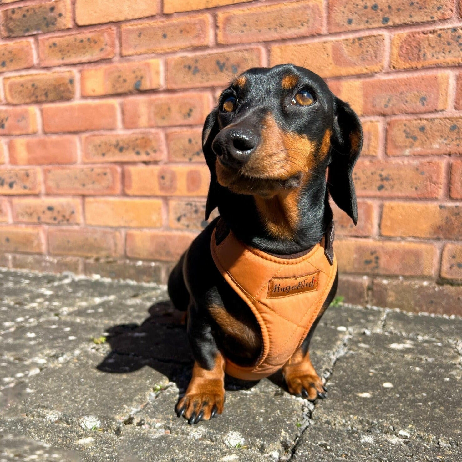 Venture Harnesses - Hugo and Ted