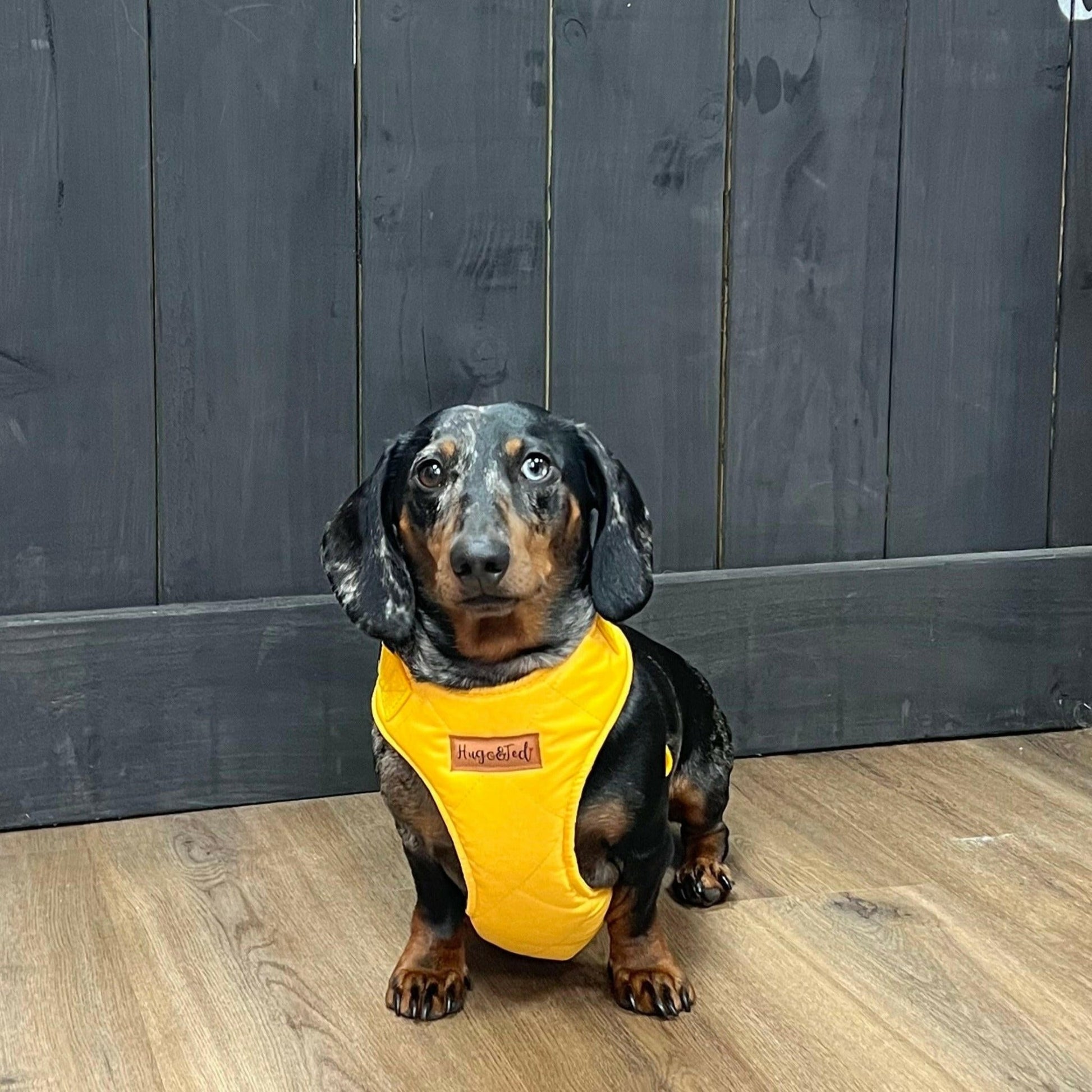 Venture Harnesses - Hugo and Ted