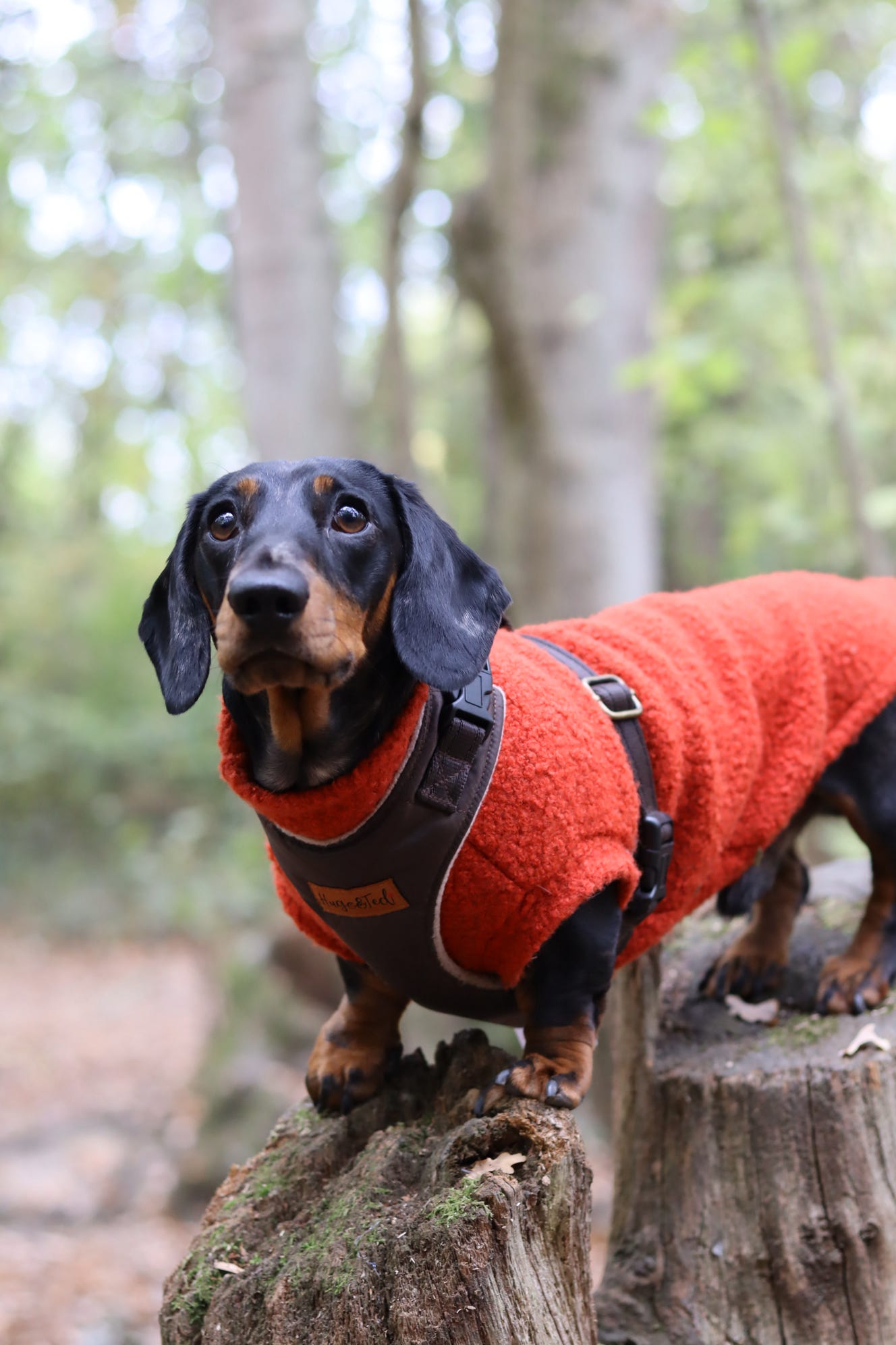 Venture Standard Harness – Waterproof and Fleece Lined Step - In Dog Harness - Hugo and Ted