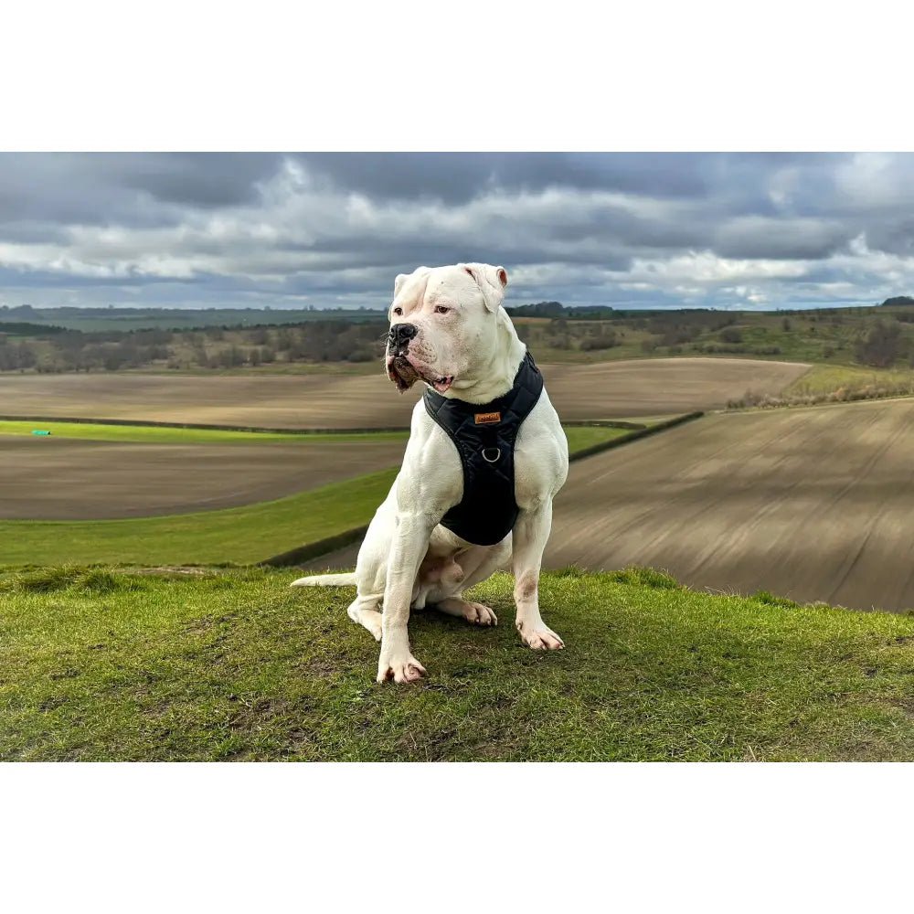 Venture Waterproof Step-In Dog Harness - Made to Measure, All Breeds | Hugo and Ted - Hugo and Ted