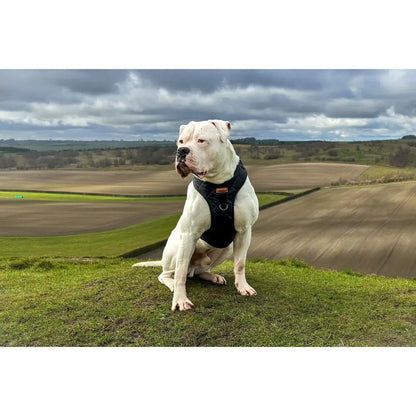 Venture Waterproof Step-In Dog Harness - Made to Measure, All Breeds | Hugo and Ted - Hugo and Ted
