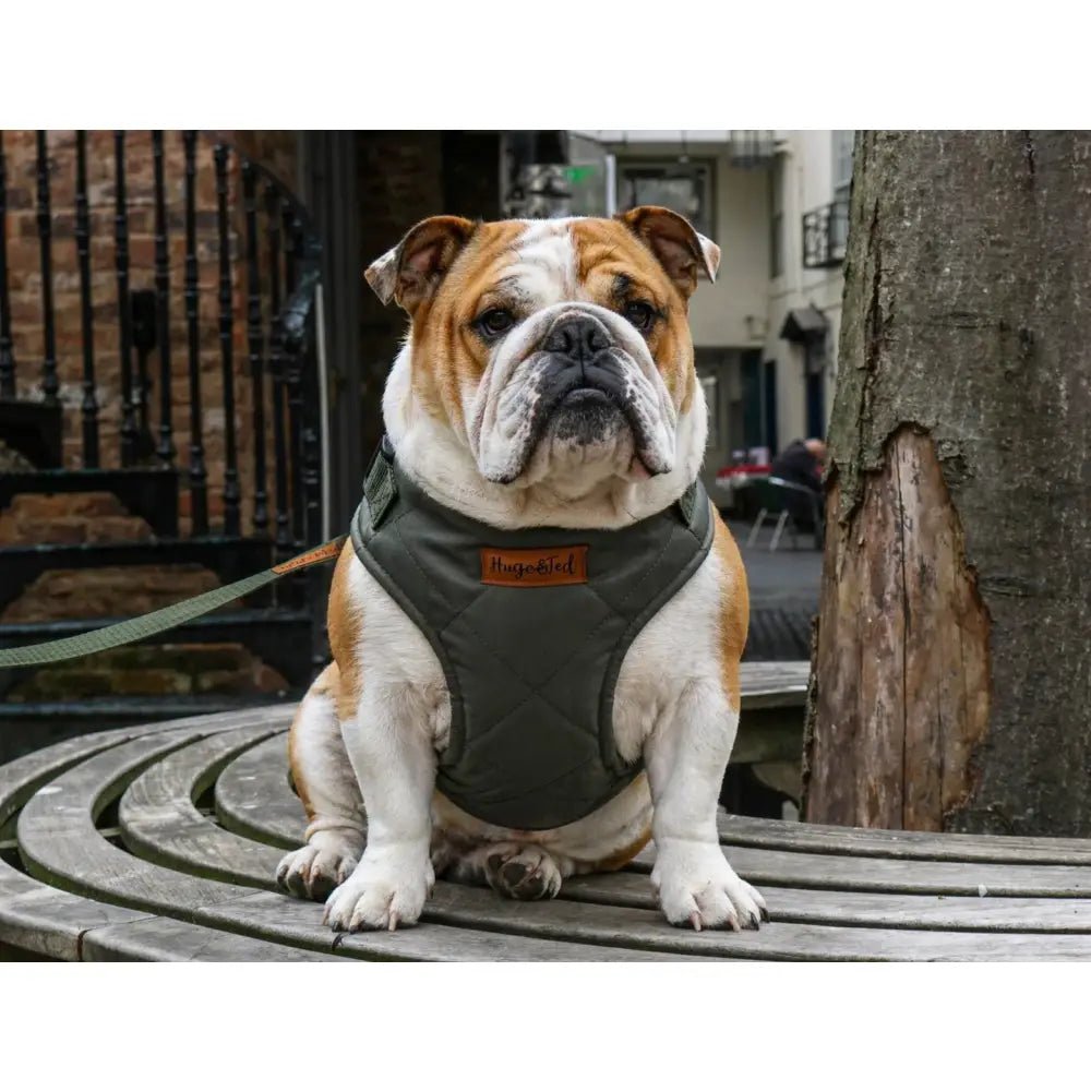 Venture Waterproof Step-In Dog Harness - Made to Measure, All Breeds | Hugo and Ted - Hugo and Ted