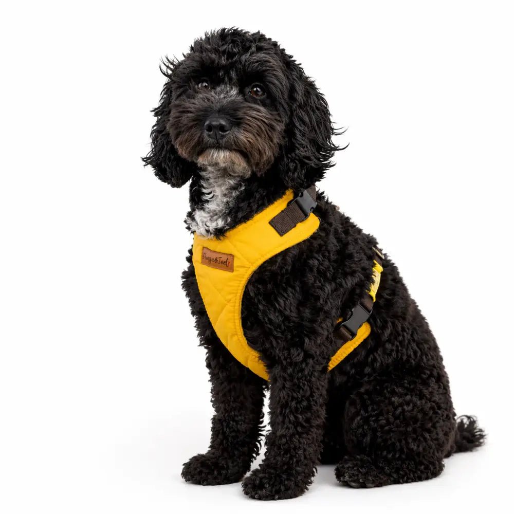 Venture Waterproof Step-In Dog Harness - Made to Measure, All Breeds | Hugo and Ted - Hugo and Ted