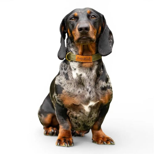 Waterproof Dog Collar - 4 Sizes, Machine Washable, Wipe Clean - Hugo and Ted