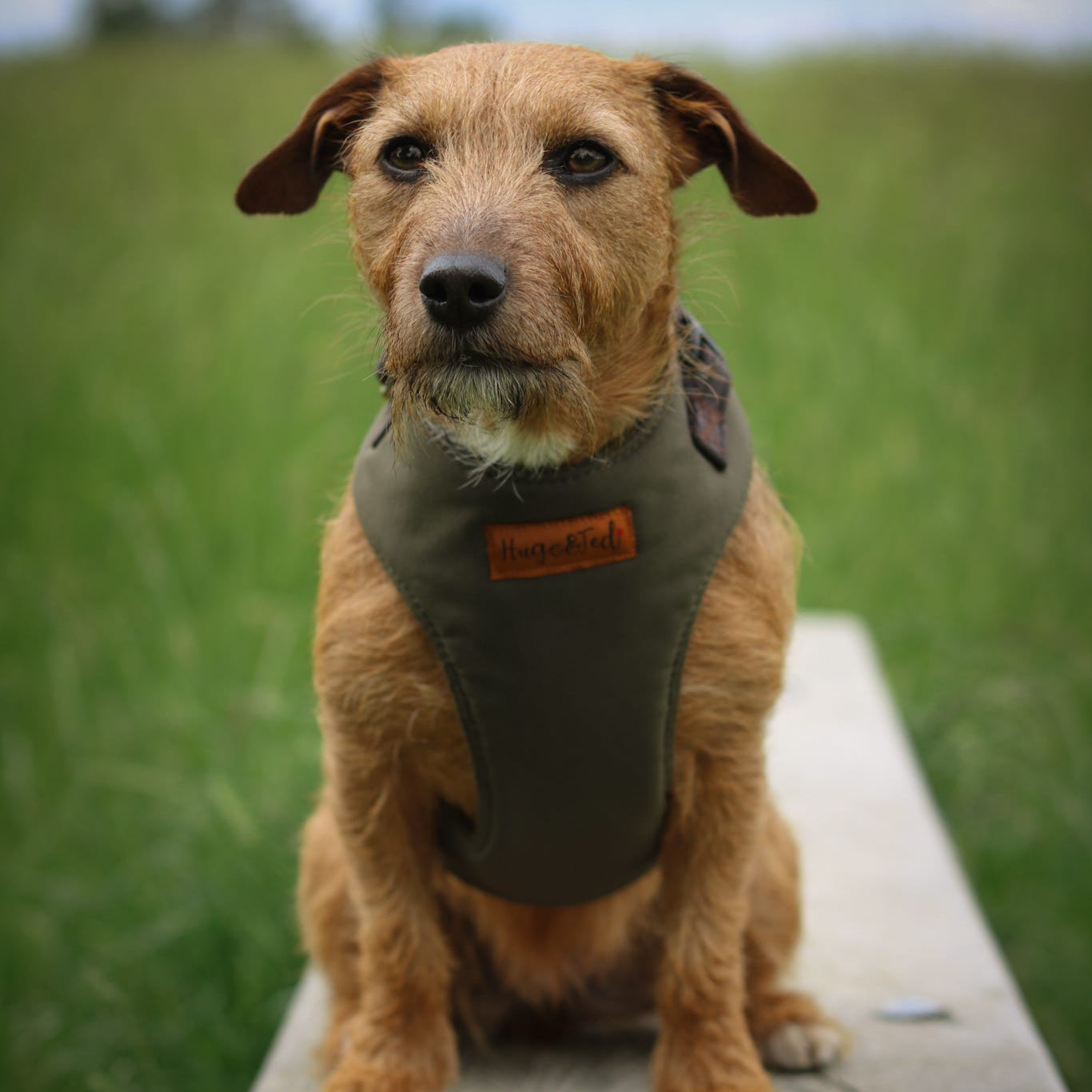 Waterproof Light - Weight Rainfleece Harnesses - Hugo and Ted