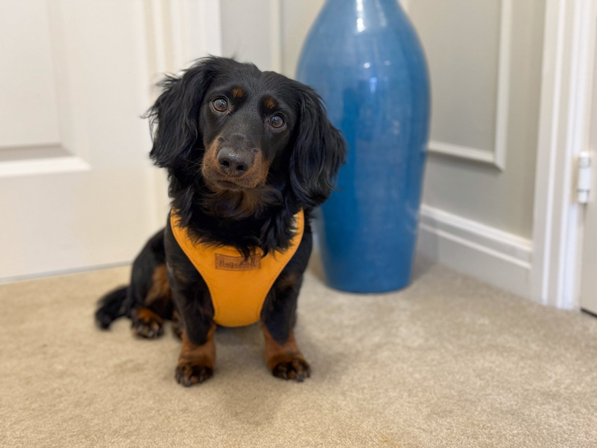 Waterproof Light - Weight Rainfleece Harnesses - Hugo and Ted