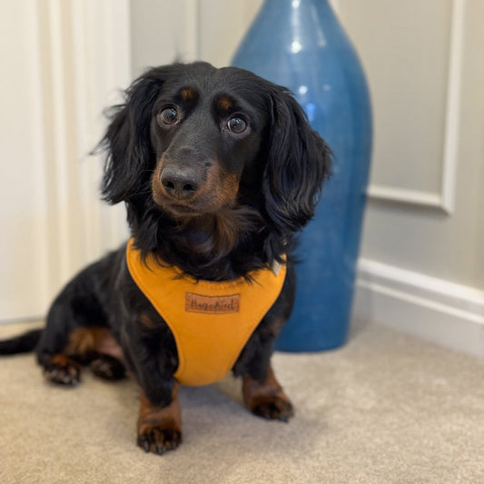 Waterproof Light - Weight Rainfleece Harnesses - Hugo and Ted