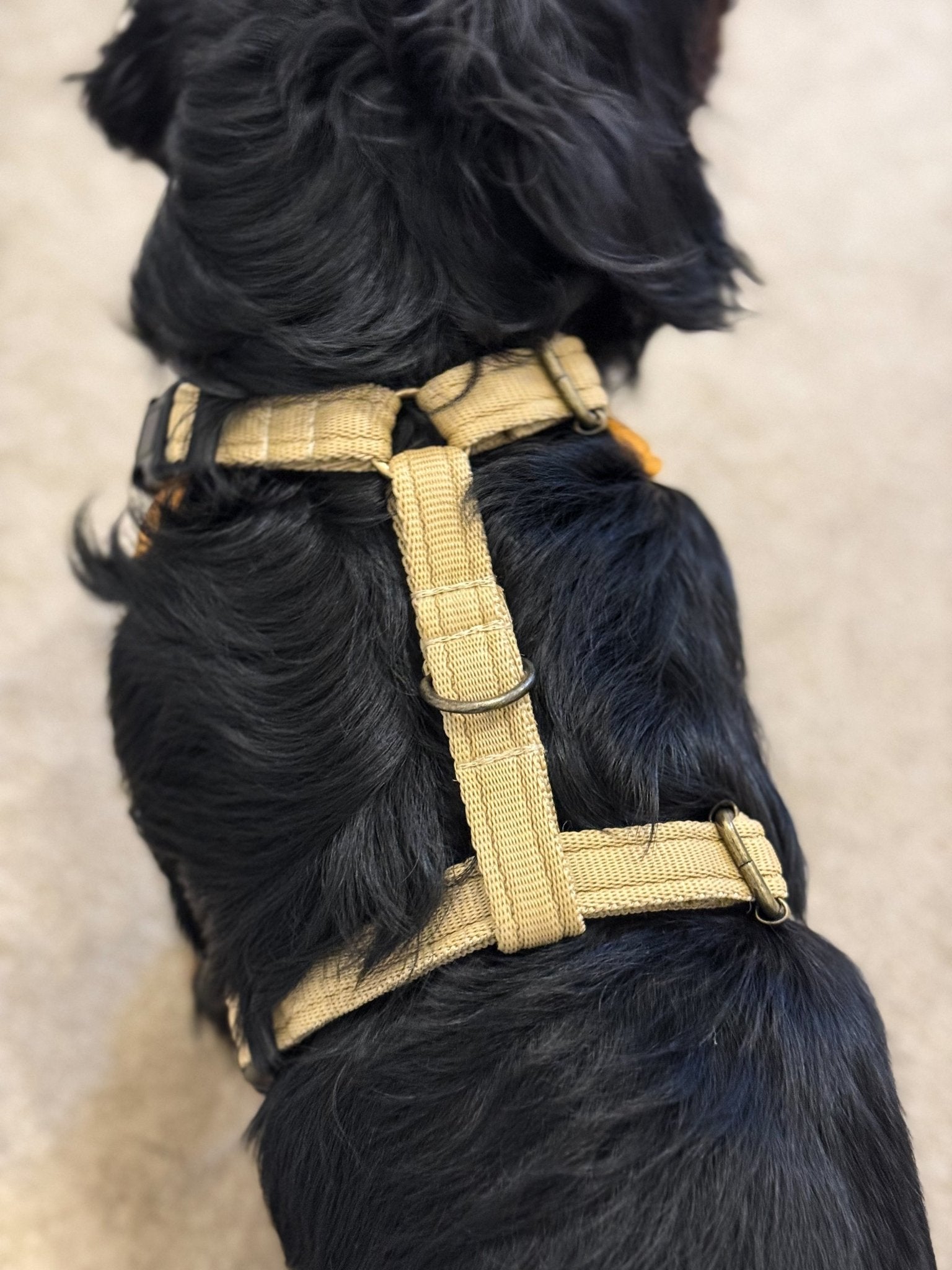 Waterproof Light - Weight Rainfleece Harnesses - Hugo and Ted
