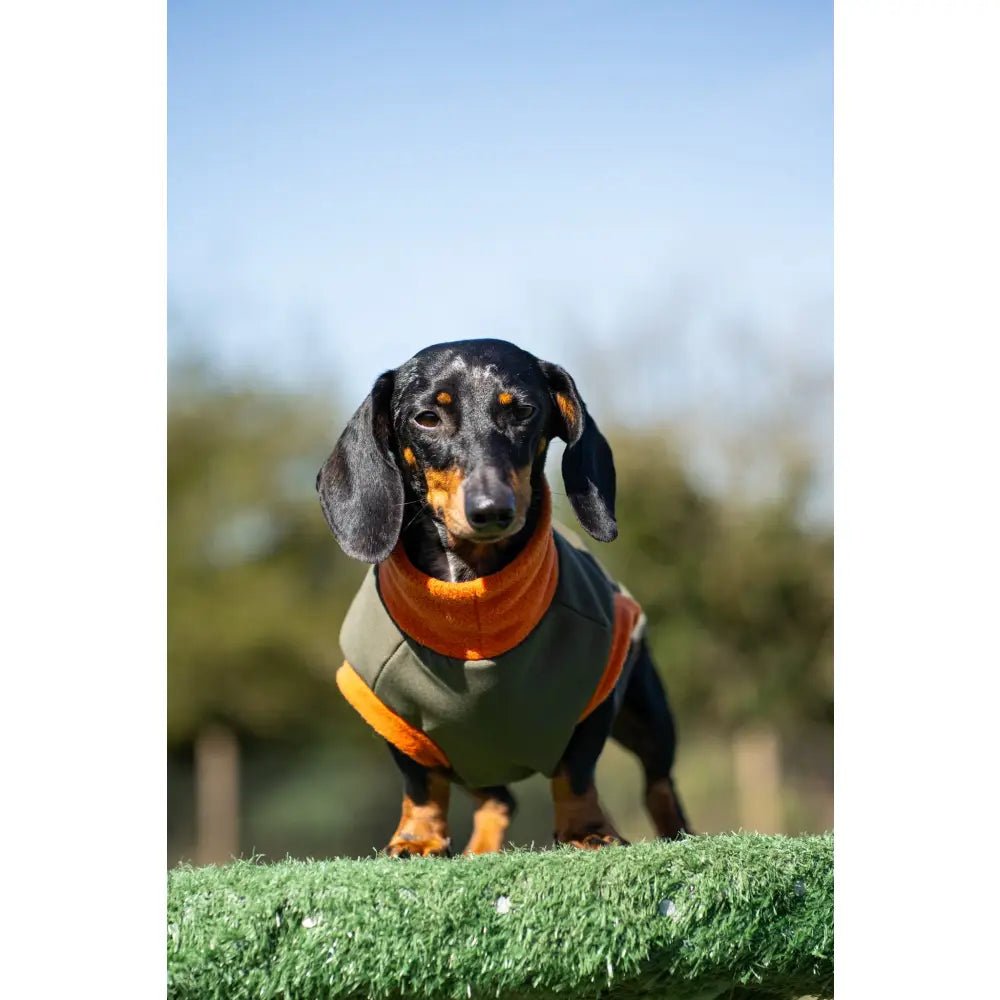 Waterproof Rainfleece Dog Coat - Made to Measure | Hugo and Ted - Hugo and Ted