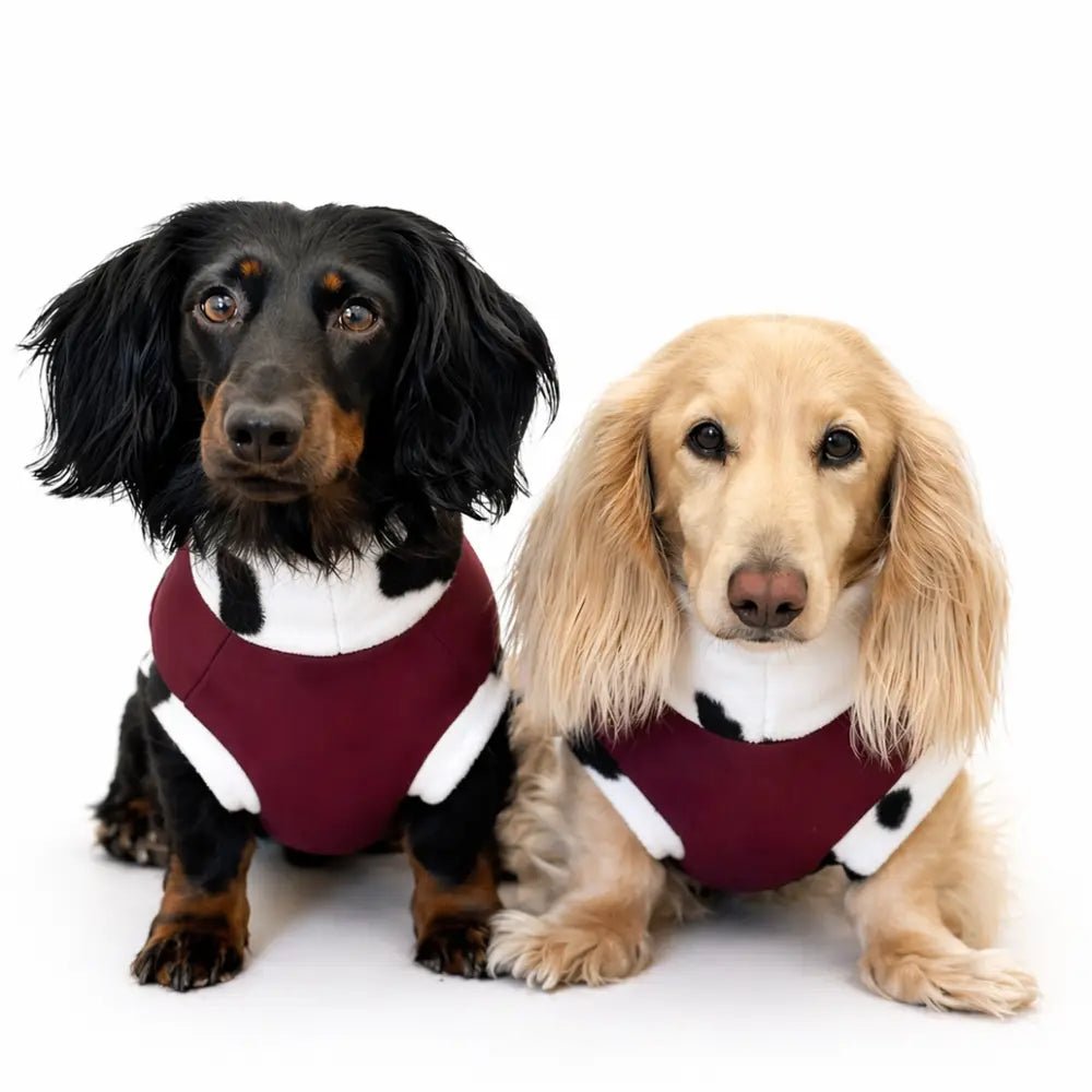 Waterproof Rainfleece Dog Coat - Ready to Ship - Hugo and Ted