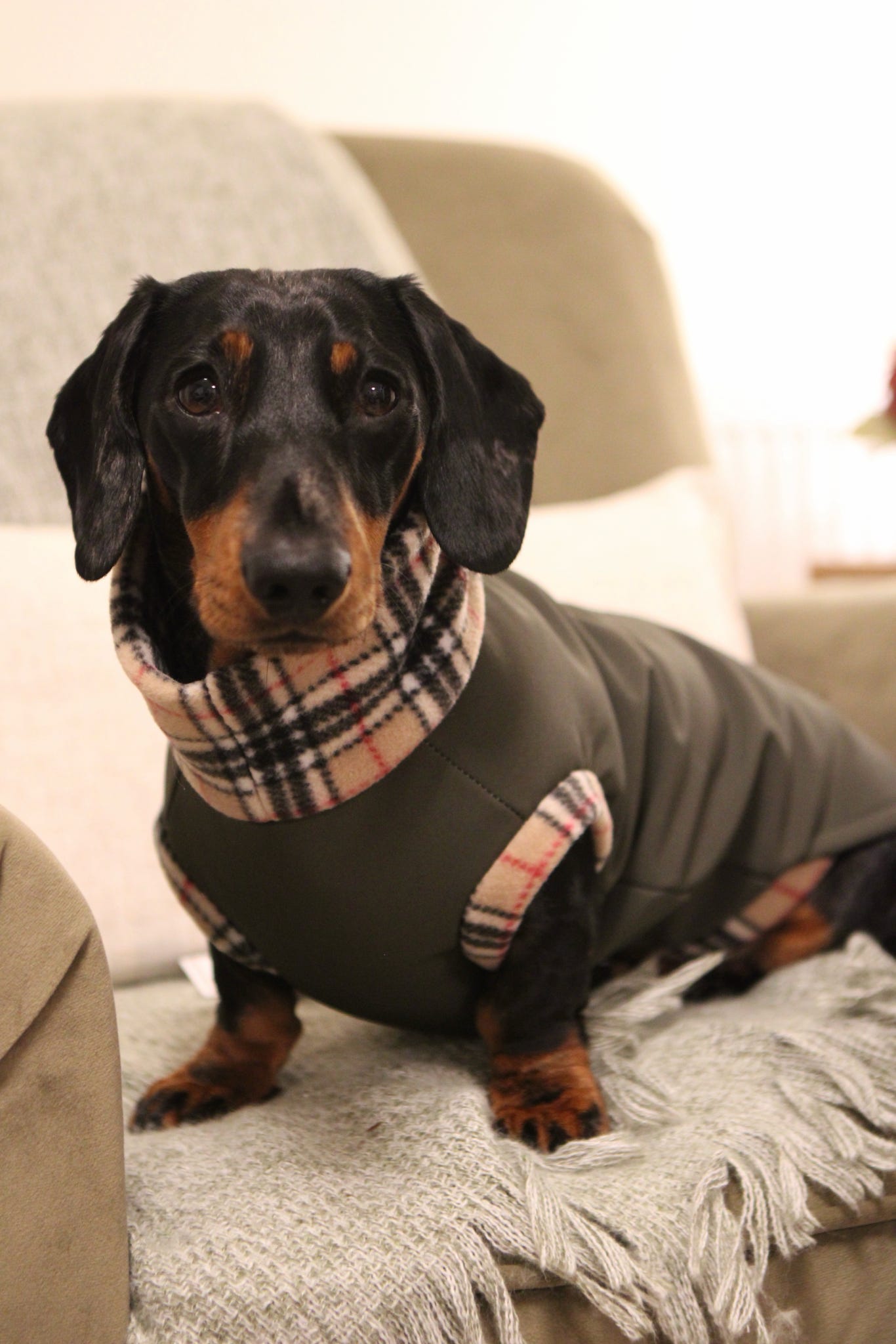 Waterproof Rainfleece Dog Coats – Made to Measure, Waterproof & Thermal for All - Weather Protection - Hugo and Ted