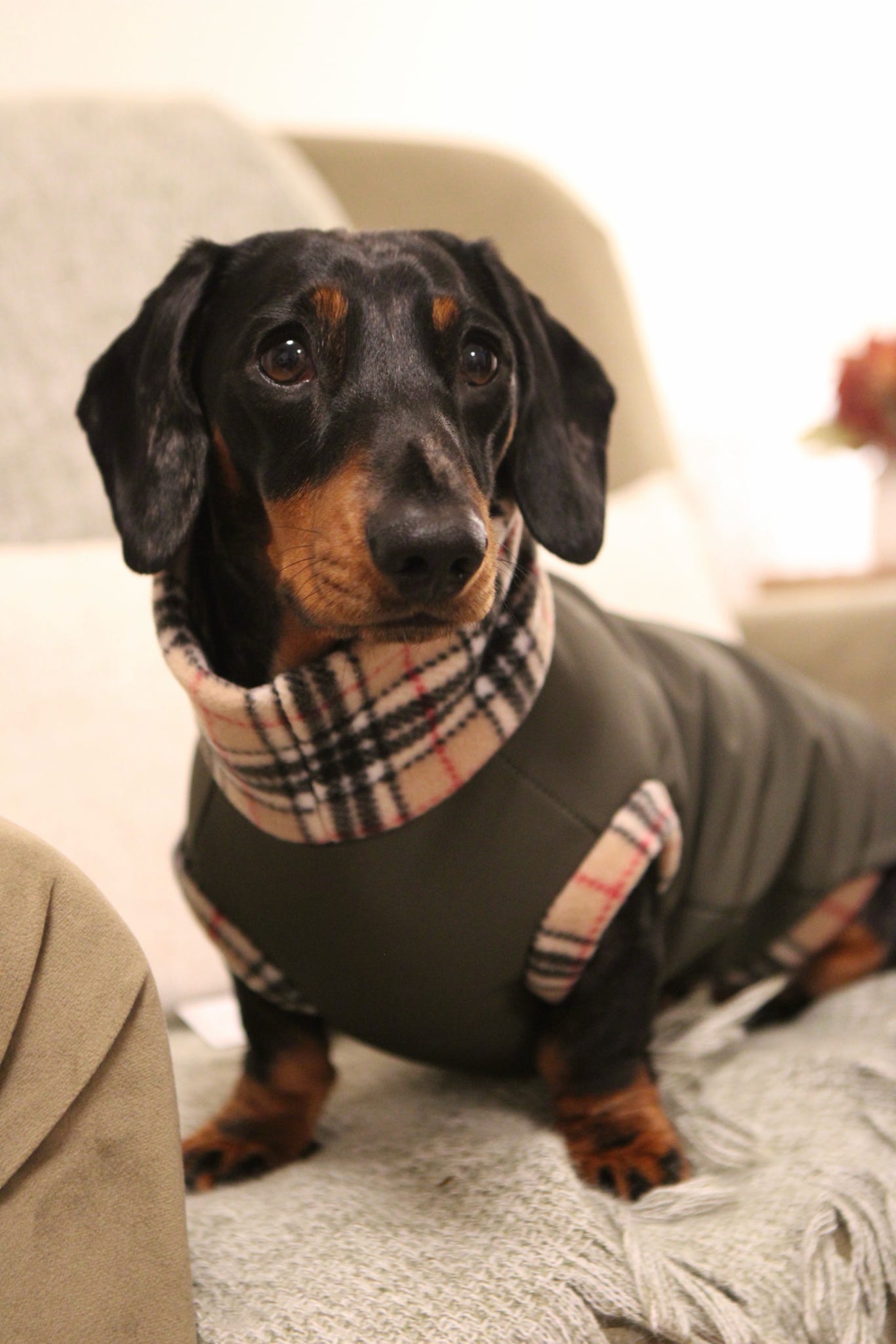 Waterproof Rainfleece Dog Coats – Made to Measure, Waterproof & Thermal for All - Weather Protection - Hugo and Ted